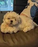 Casper, a male Shih Tzu for sale in Panama City, FL – 1 of 1