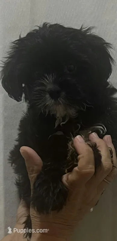 Tubby – Morkie puppy for sale in Panama City, FL