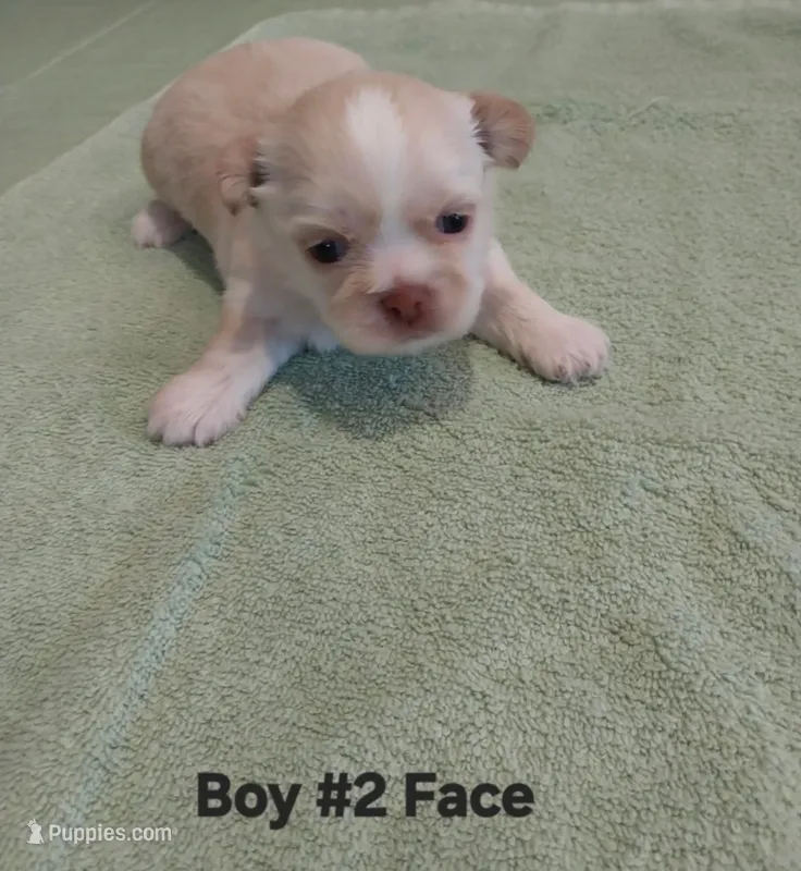 Milly  – Peekapoo puppy for sale in Panama City, FL