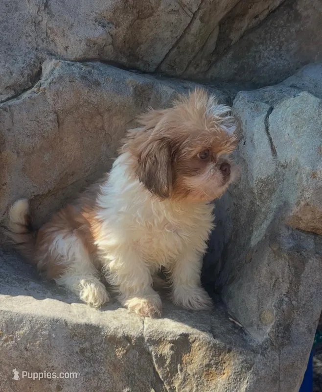 ROCK – Peekapoo puppy for sale in Panama City, FL
