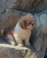 ROCK, a male Peekapoo for sale in Panama City, FL – 1 of 1