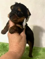 Teddy, a male Yorkshire Terrier for sale in Panama City, FL – 1 of 1