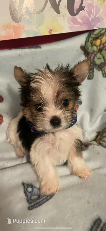 Cooper – Yorkshire Terrier puppy for sale in Panama City, FL