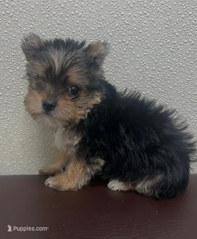 Oliver  – Yorkshire Terrier puppy for sale in Panama City, FL