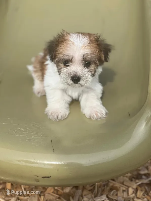 Tiny – Morkie puppy for sale in Panama City, FL