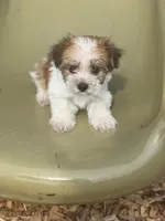 Tiny, a male Morkie for sale in Panama City, FL – 1 of 1
