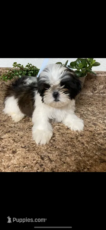 Roxy – Shih Tzu puppy for sale in Panama City, FL