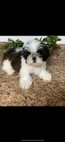 Roxy, a female Shih Tzu for sale in Panama City, FL – 1 of 1
