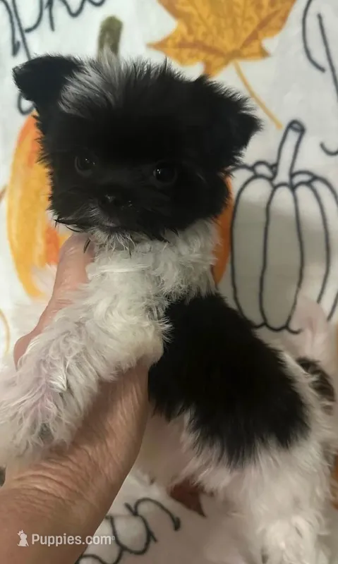 Oreo – Yorkshire Terrier puppy for sale in Panama City, FL