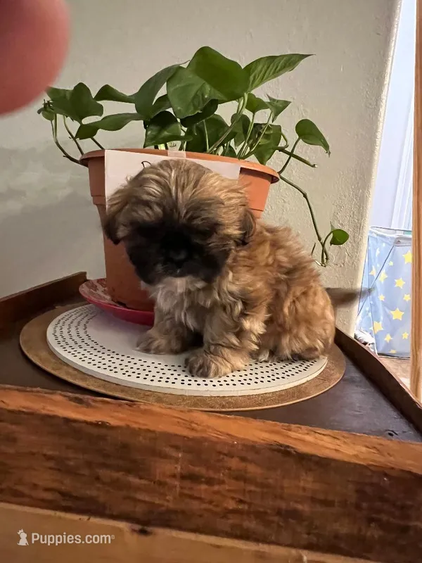 Benny  – Shih Tzu puppy for sale in Panama City, FL
