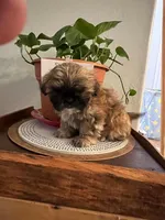 Benny , a male Shih Tzu for sale in Panama City, FL – 1 of 1