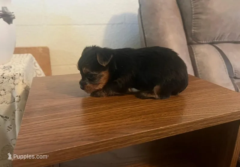 Ricky – Yorkshire Terrier puppy for sale in Panama City, FL