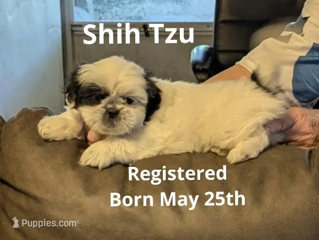 Mingo – Shih Tzu puppy for sale in Panama City, FL