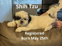Mingo, a male Shih Tzu for sale in Panama City, FL – 1 of 1
