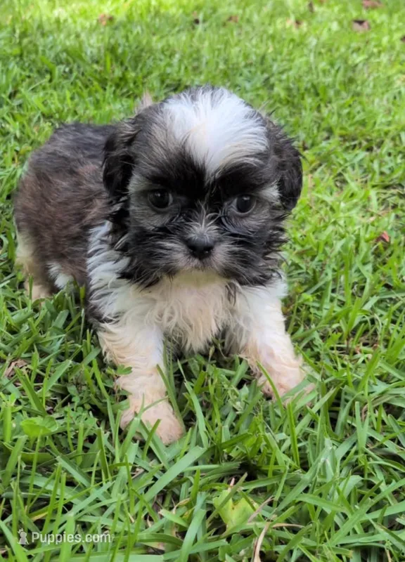 Cooper – Shih Tzu puppy for sale in Panama City, FL