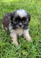 Cooper, a male Shih Tzu for sale in Panama City, FL – 1 of 1