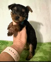 Peanut, a male Yorkshire Terrier for sale in Panama City, FL – 1 of 1