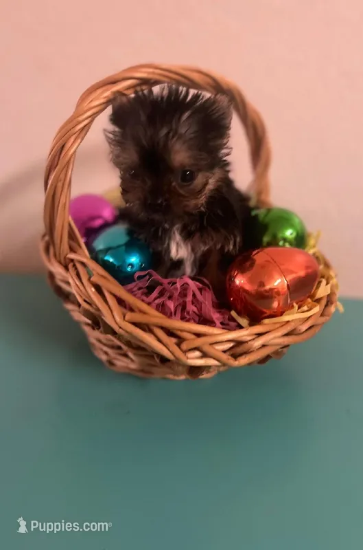 Willy  – Yorkshire Terrier puppy for sale in Panama City, FL