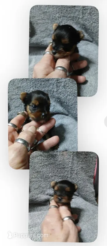 Twetty – Yorkshire Terrier puppy for sale in Panama City, FL