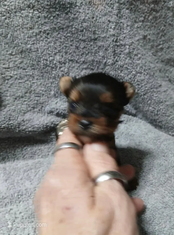 Tiny – Yorkshire Terrier puppy for sale in Panama City, FL