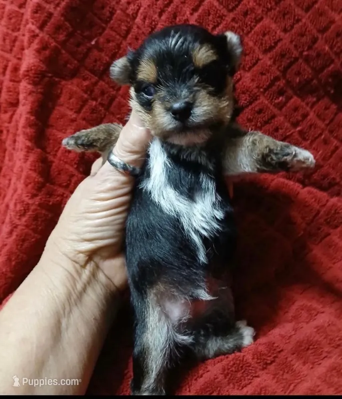 Coby – Yorkshire Terrier puppy for sale in Panama City, FL