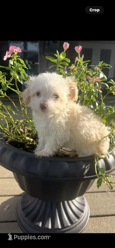 Cindy, a female Maltipoo for sale in Panama City, FL – 1 of 1