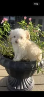 Cindy, a female Maltipoo for sale in Panama City, FL – 1 of 1