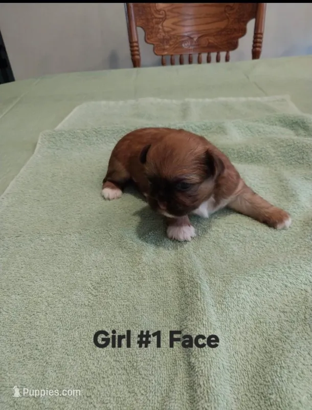 Lilly Luu – Peekapoo puppy for sale in Panama City, FL