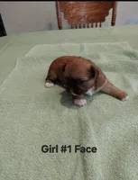 Lilly Luu, a female Peekapoo for sale in Panama City, FL – 1 of 2