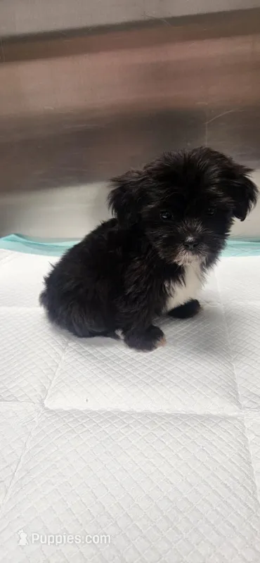 Benny – Morkie puppy for sale in Panama City, FL