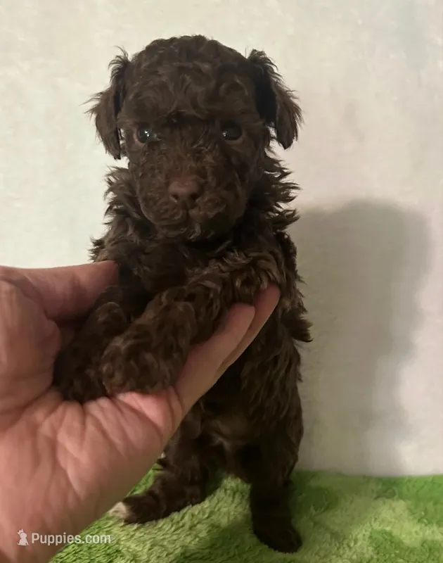Baby – Poodle - Toy  puppy for sale in Panama City, FL