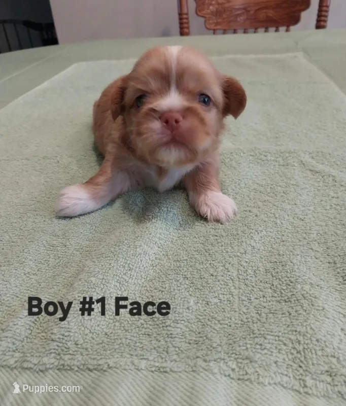 Brownie – Peekapoo puppy for sale in Panama City, FL