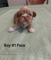 Brownie, a male Peekapoo for sale in Panama City, FL – 1 of 2