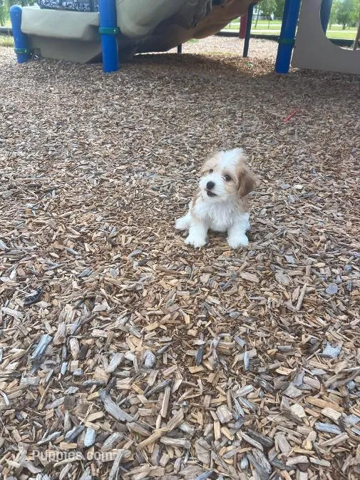 SWEETIE – Morkie puppy for sale in Panama City, FL
