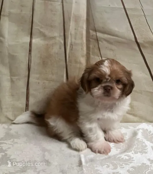 Larry – Peekapoo puppy for sale in Panama City, FL