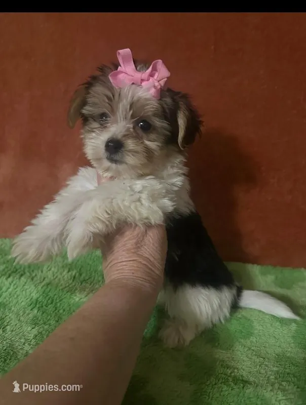 Baby Maggie – Yorkshire Terrier puppy for sale in Panama City, FL