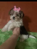 Baby Maggie, a female Yorkshire Terrier for sale in Panama City, FL – 1 of 1