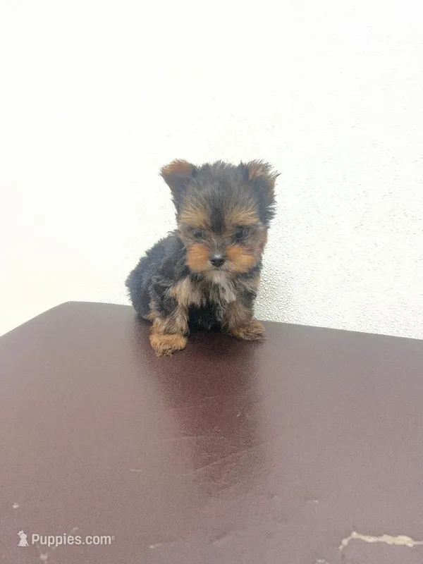 Charlie  – Morkie puppy for sale in Panama City, FL
