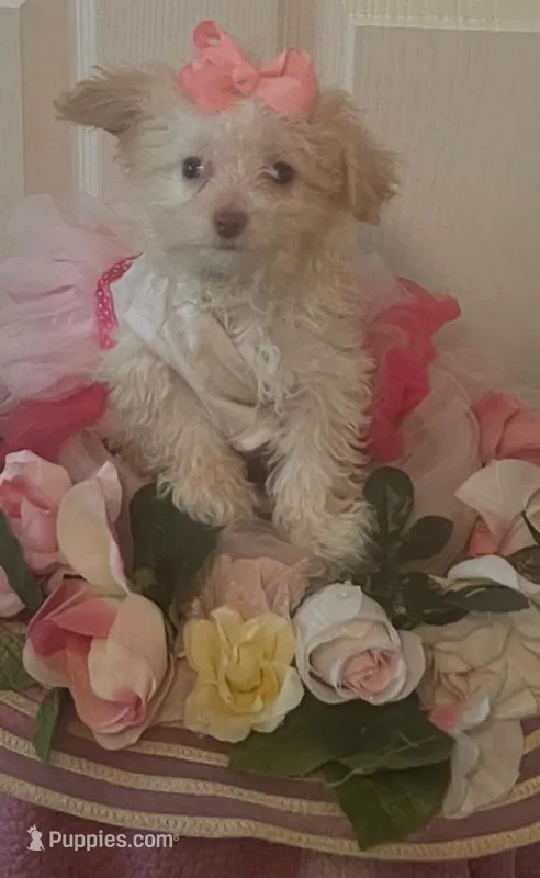 Betsy – Maltipoo puppy for sale in Panama City, FL