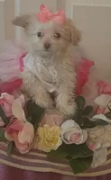 Betsy, a female Maltipoo for sale in Panama City, FL – 1 of 1