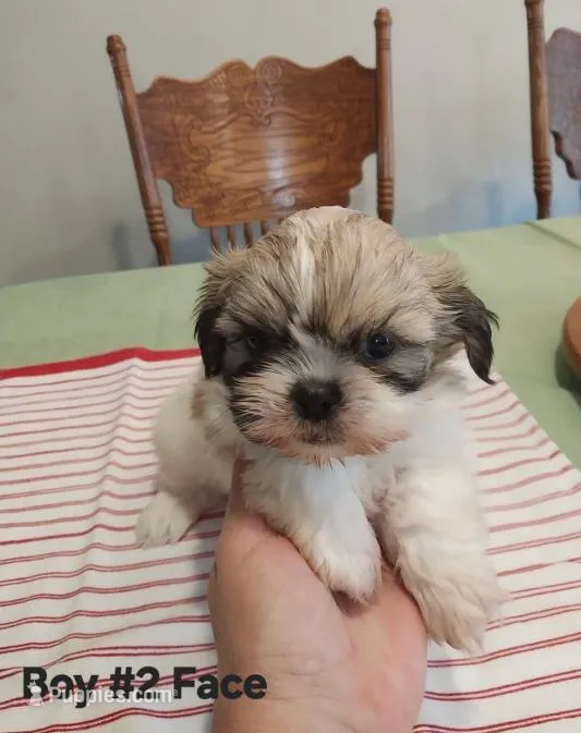 Baby Duke – Peekapoo puppy for sale in Panama City, FL