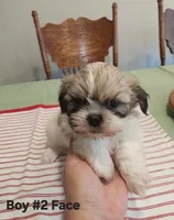 Baby Duke, a male Peekapoo for sale in Panama City, FL – 1 of 1