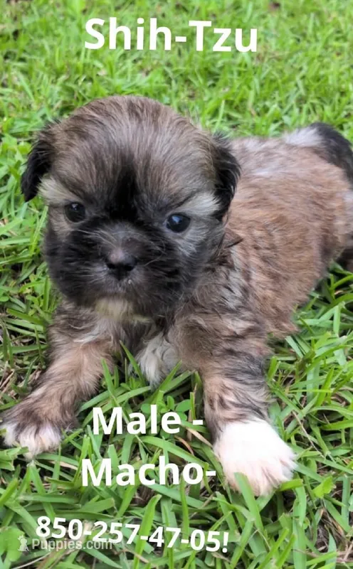 Billy – Shih Tzu puppy for sale in Panama City, FL