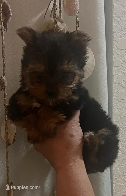 Tiny – Yorkshire Terrier puppy for sale in Panama City, FL