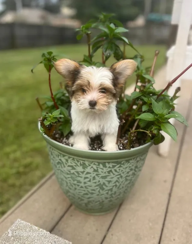 Emmi – Yorkshire Terrier puppy for sale in Panama City, FL
