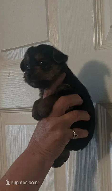 Baby – Yorkshire Terrier puppy for sale in Panama City, FL