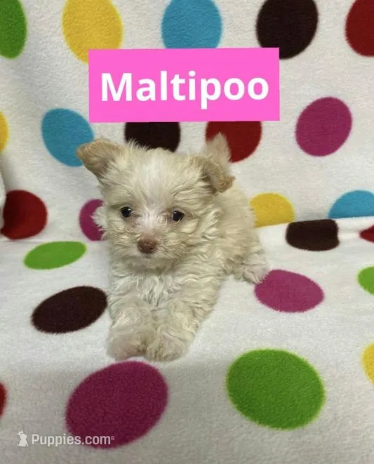 Baby – Maltipoo puppy for sale in Panama City, FL