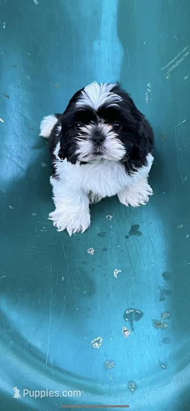 Oliver – Shih Tzu puppy for sale in Panama City, FL