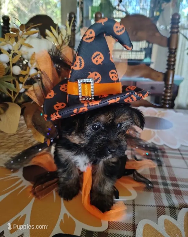 Maggie  – Yorkshire Terrier puppy for sale in Panama City, FL