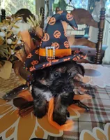 Maggie , a female Yorkshire Terrier for sale in Panama City, FL – 1 of 1